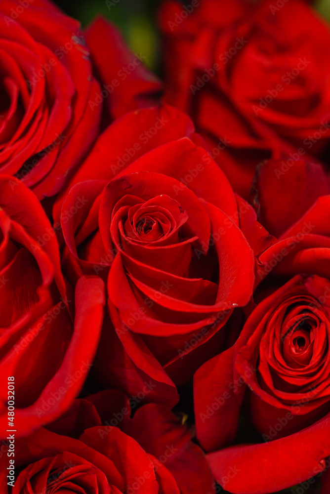 fresh roses in the vase fresh roses in the vase