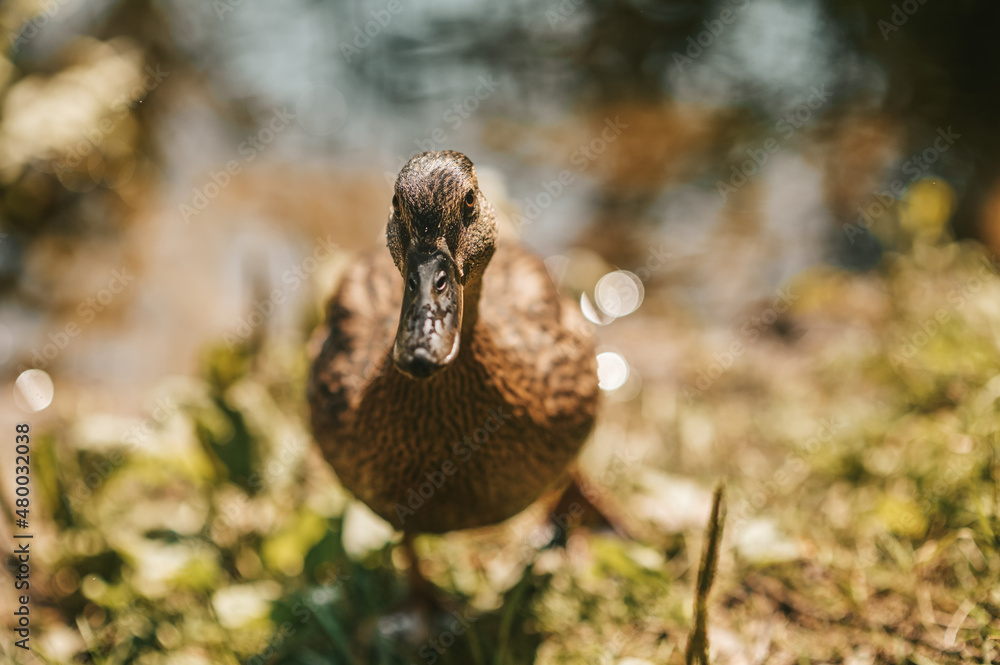 Obraz premium Close up picture of samll duck on the river bank