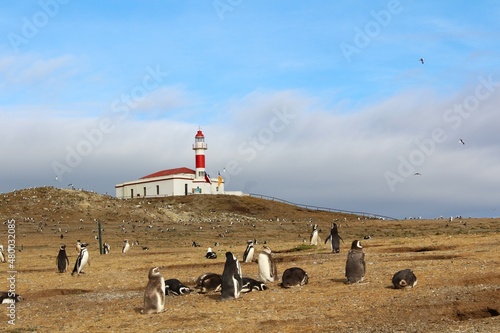 Penguins on Magdalena Island, Patagonia, Chile photo