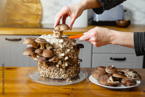 Using knife to pick cut Shiitake mushrooms, Lentinula edodes growing in home kitchen. Growing your own food, indoor garden concept. photo