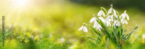 View to spring flowers in the park