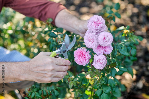 Close up picture of mans hands cutting roses