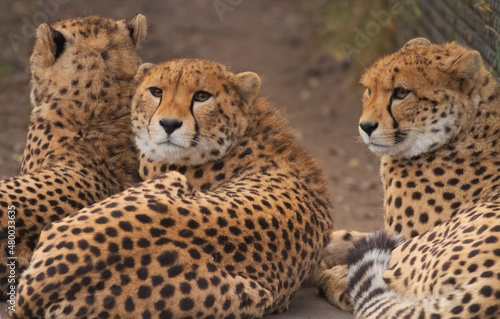 Three cheetahs. Warsaw ZOO