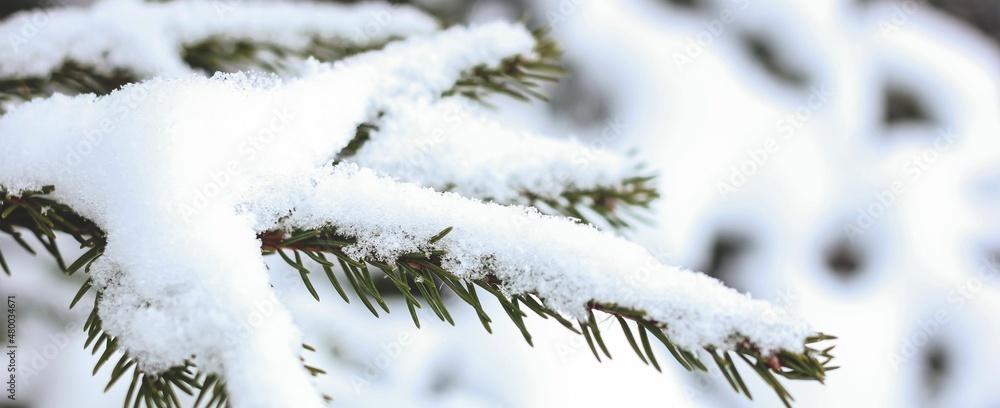 Spruce branches covered with snow. Happy New year, Merry Christmas, wintertime concept. Close up with place for text. Banner.	