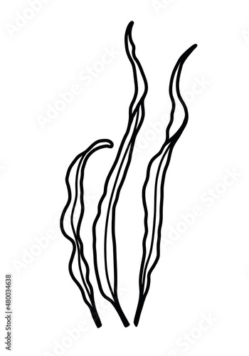 Hand drawn marine Seaweed. Vector Sketch of Kelp on isolated background in line art style. Drawing of Sea plant for icon or logo. black and white colors