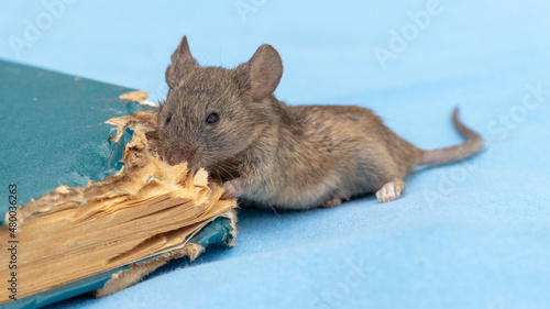 Mouse gnaws at an old book. Too bad from mouses