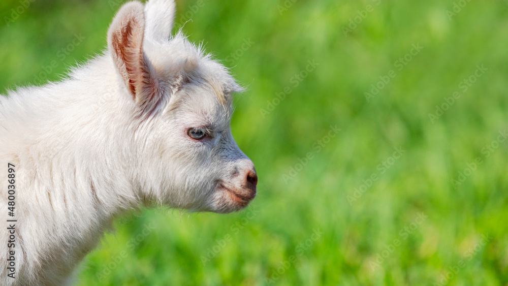 Portrait of a young goat in profile on a background of grass, copy space Portrait of a young goat in profile on a background of grass, copy space