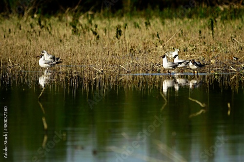 The laughing gull is a species of caradriform bird in the Laridae family. photo