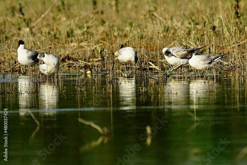 The laughing gull is a species of caradriform bird in the Laridae family. photo