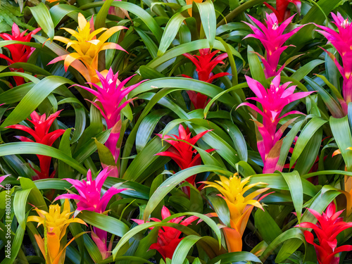 Fotografija Mulkticolored Bromeliad plants filling frame