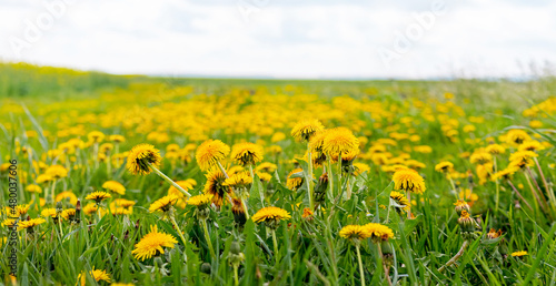 Wide field with yellow dandelions  spring landscape