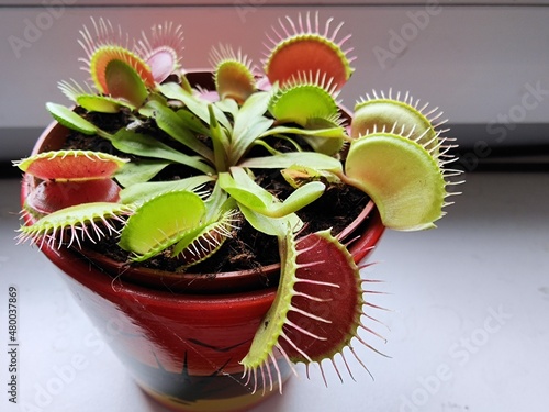 The Venus flytrap (Dionaea muscipula) is a carnivorous plant native to subtropical wetlands  photo