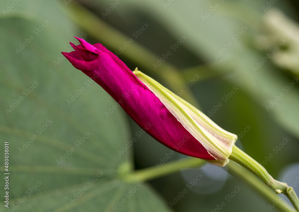 Macro de flor roja, alargada y fina sobre fondo verde Macro de flor roja, alargada y fina sobre fondo verde