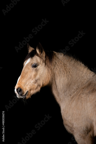 Beautiful buckskin horse on a black background 