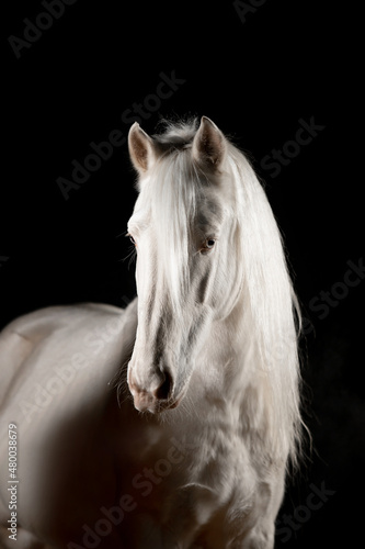 Beautiful snow-white horses on a black background