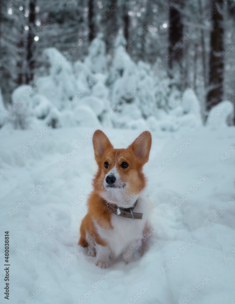 Funny red corgi in the winter in the forest, against backdrop of snowy firs Funny red corgi in the winter in the forest, against backdrop of snowy firs