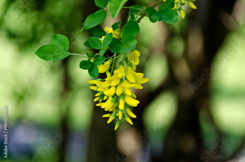 Yellow acacia tree, Siberian peashrub or Caragana arborescens branch with green leaves and yellow bloom flower, South park, Sofia,  Bulgaria photo
