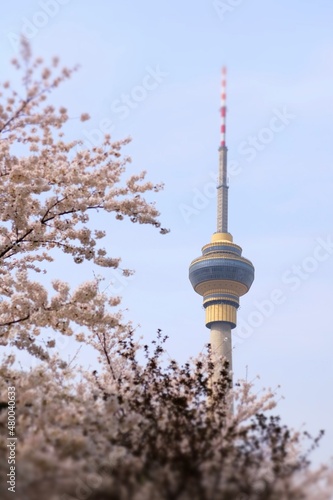 cherry blossom in front of the tv tower city, Beijing, China.