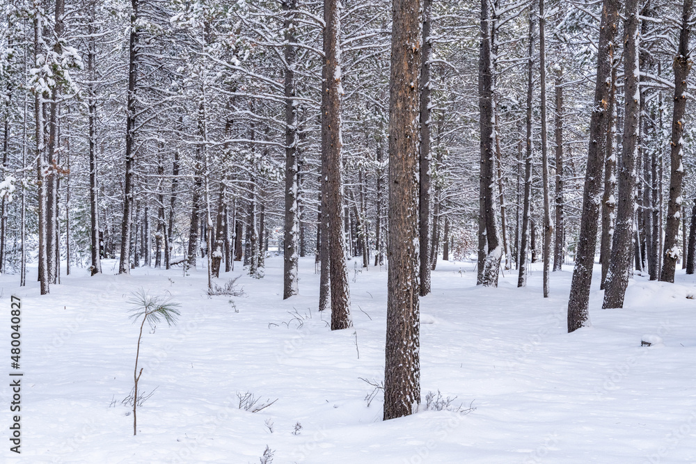 Winter Snow Covering Forest Winter Snow Covering Forest