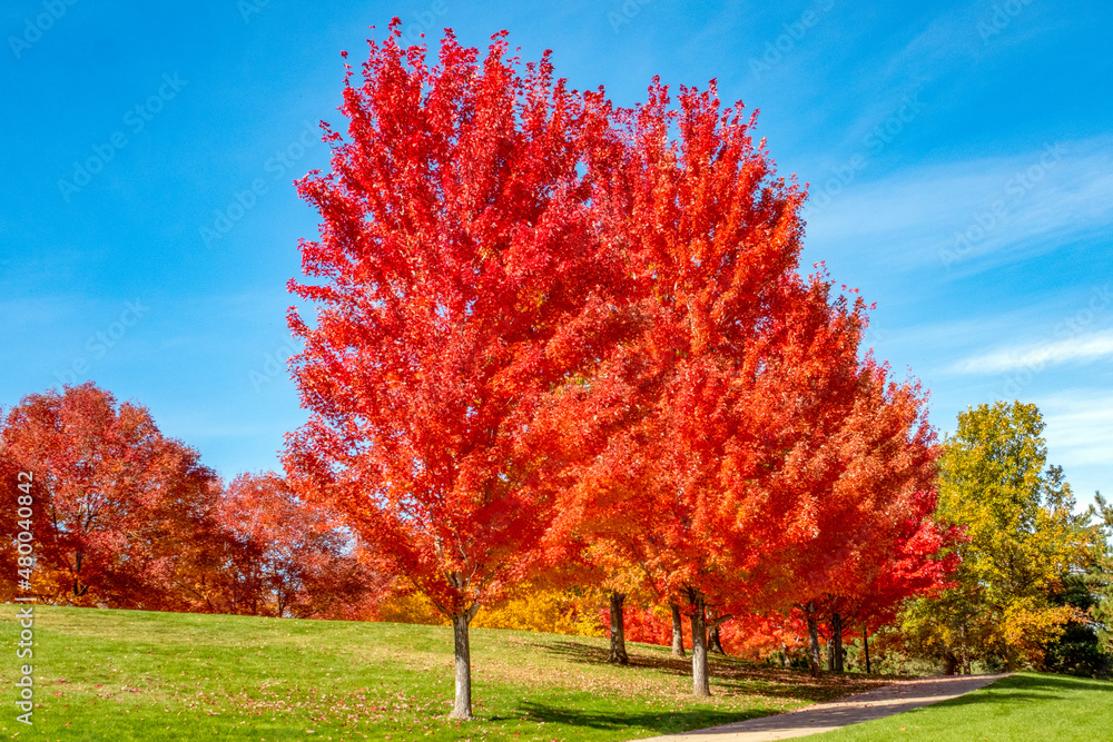 Fall Colors on Trees Fall Colors on Trees
