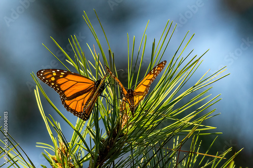 Monarch Butterfly Cluster