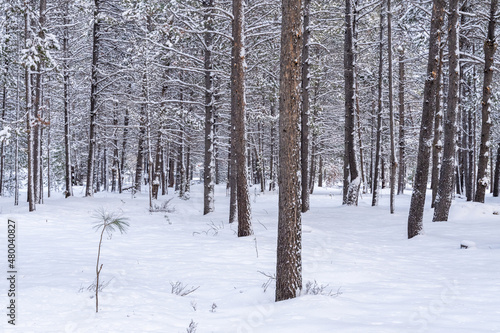 Winter Snow Covering Forest