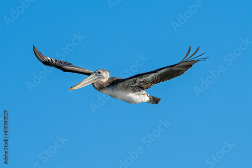 Pelican Flying with Blue Sky as background