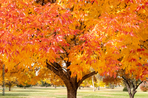 Fall Colors on Trees
