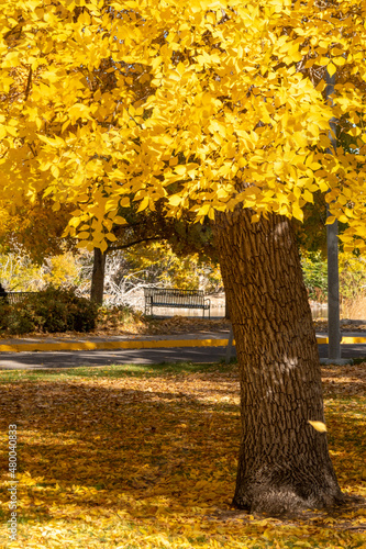 Fall Colors on Trees © kcapaldo