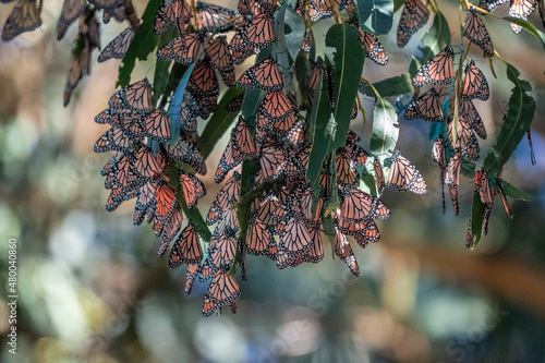 Monarch Butterfly Cluster photo