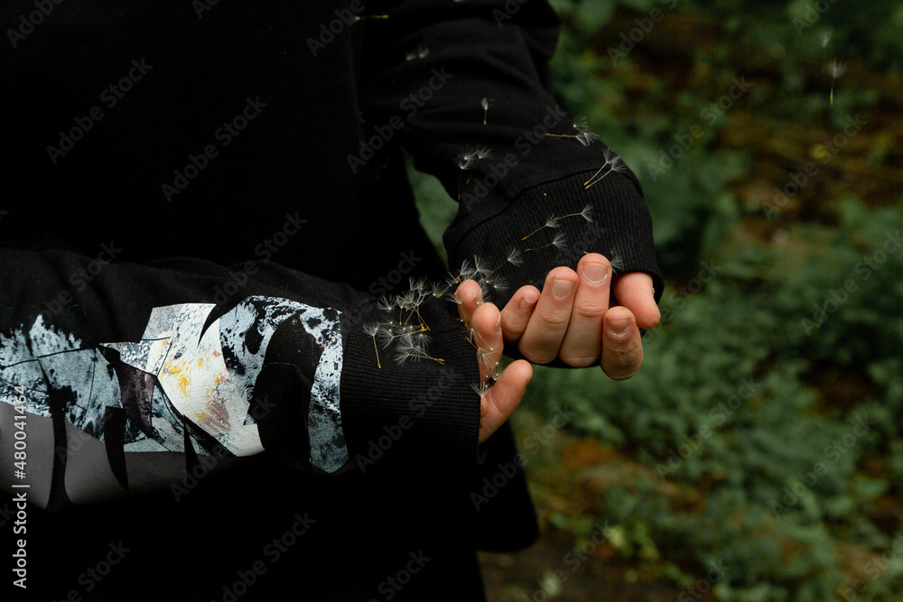 Hands of a homeless waif with petals dandelion seeds