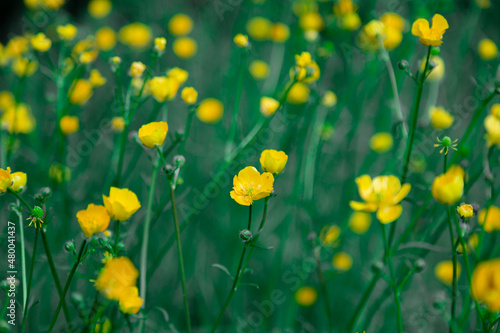 Fototapeta Naklejka Na Ścianę i Meble -  Green summer field of yellow buttercups greenery