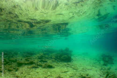 podwodna scena