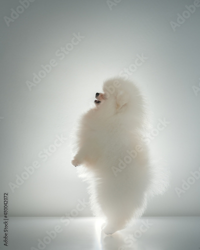 Pomeranian White Spitz