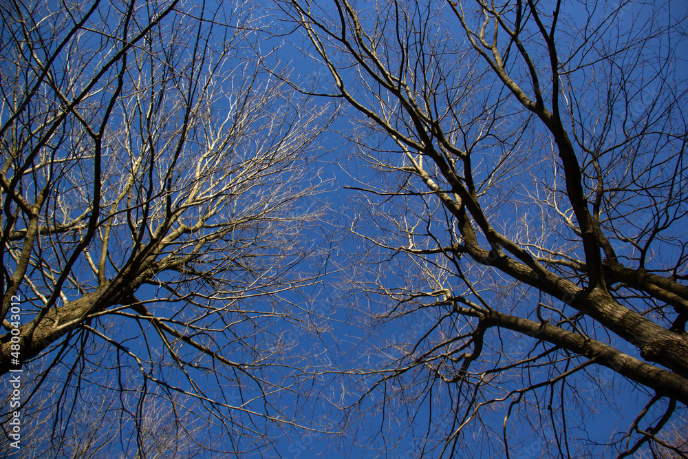 trees in the sky trees in the sky