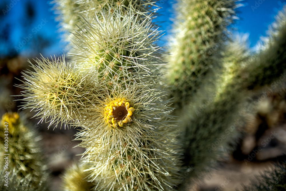 cactus in desert cactus in desert