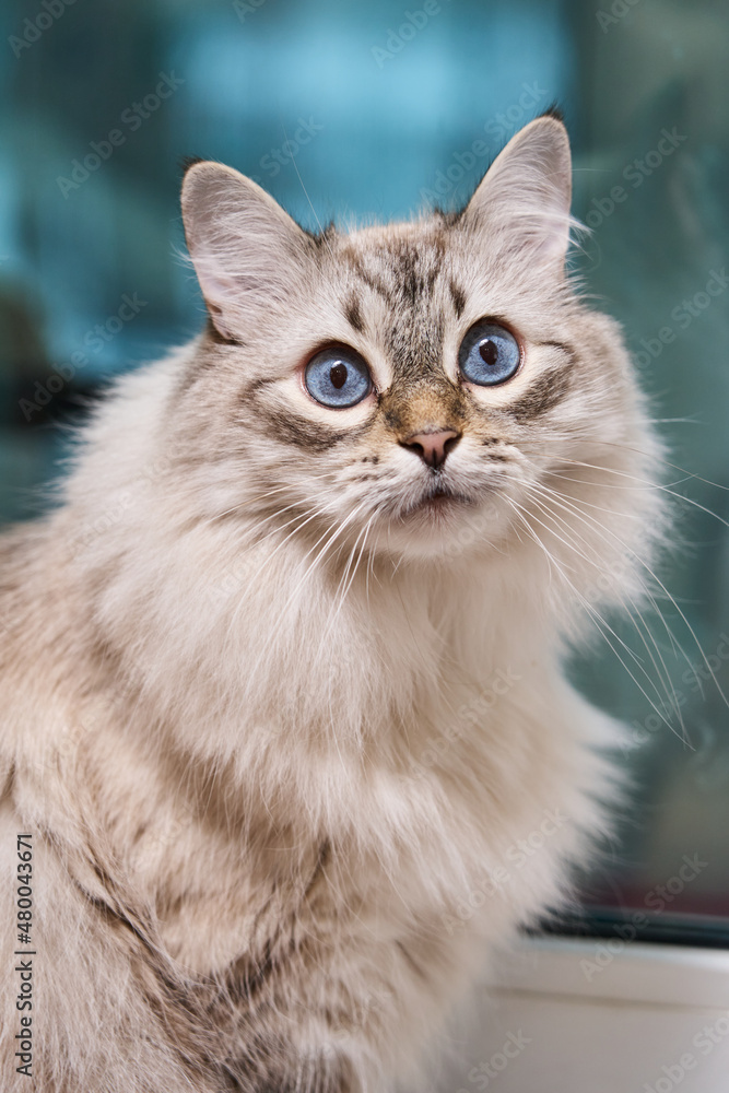 beautiful fluffy gray cat with blue eyes on a blue background. High quality photo