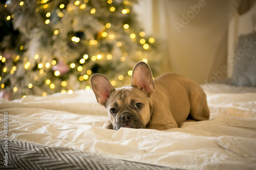 Cute french bulldog puppy lies on the bed on the background of the christmas tree