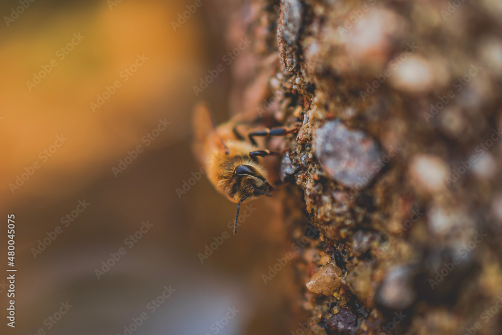 Macro of a Bee