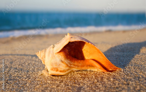 Orange Conch Shell on the Beach