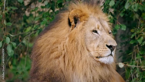 Southwest African lion (Panthera leo bleyenberghi) wise look, smart intelligent animal portrait photo