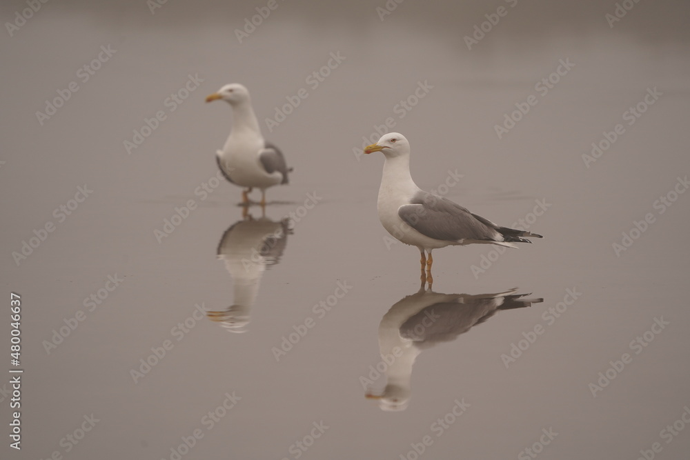 Fototapeta premium Two Yellow-legged Gulls (Larus michahellis) reflecting in the smooth water