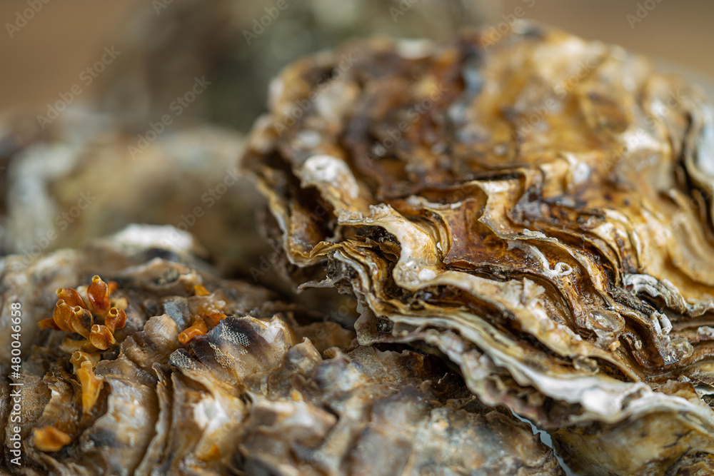 Close up of oyster shells, seafood. Selective focus. Close up of oyster shells, seafood. Selective focus.
