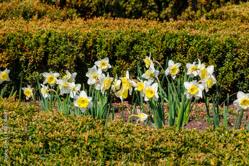 Daffodil flowers in a garden. Beautiful narcissus on flowerbed
