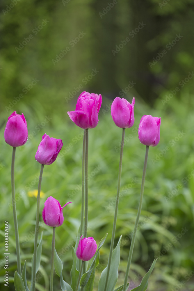Spring Tulips Across Green Background