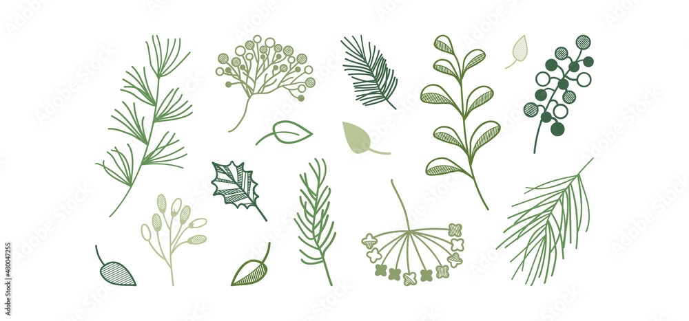 Φωτογραφία Green plant vector sketch, herb and leaf doodle line icon, pine branch and berry, evergreen tree, fir, cedar twig set, holiday decoration isolated on white background