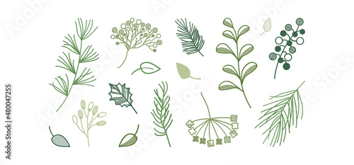Green plant vector sketch, herb and leaf doodle line icon, pine branch and berry, evergreen tree, fir, cedar twig set, holiday decoration isolated on white background. Hand drawn illustration
