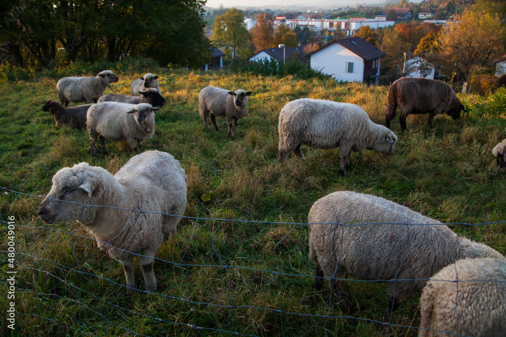 close up of sheep grazing on a hillside in Switzerland close up of sheep grazing on a hillside in Switzerland