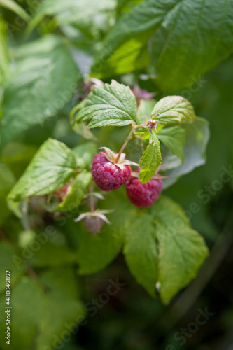 Red raspberry bush with fruit and flowers in wild food garden, with bees and other polinators.