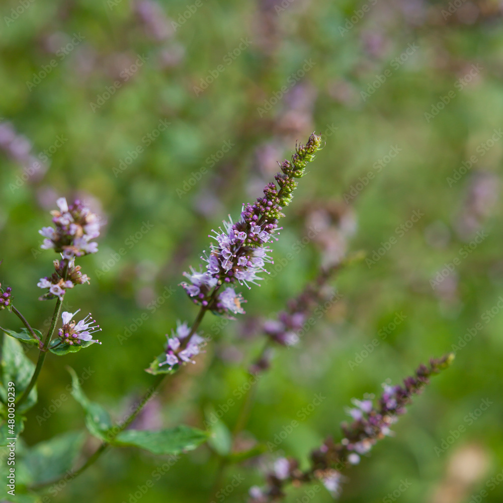 Mint purple and violet flowers on the herb border. Mint purple and violet flowers on the herb border.